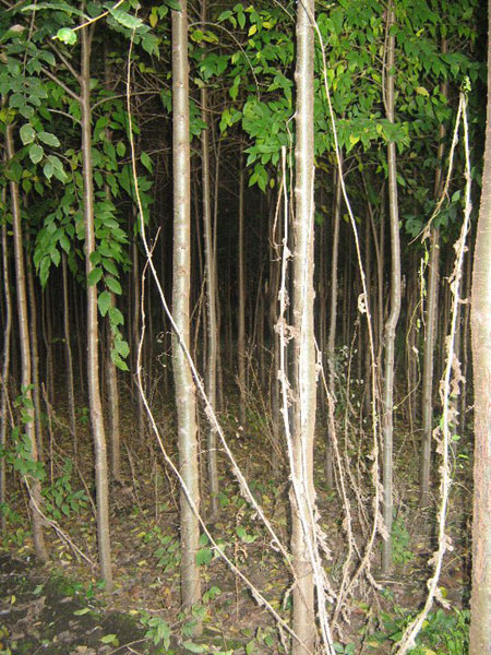 Vikumak šumski rasadnik | o nama, stabljike u noci